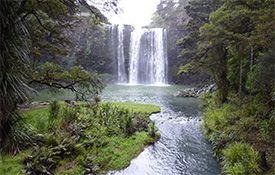 Whangarei Falls